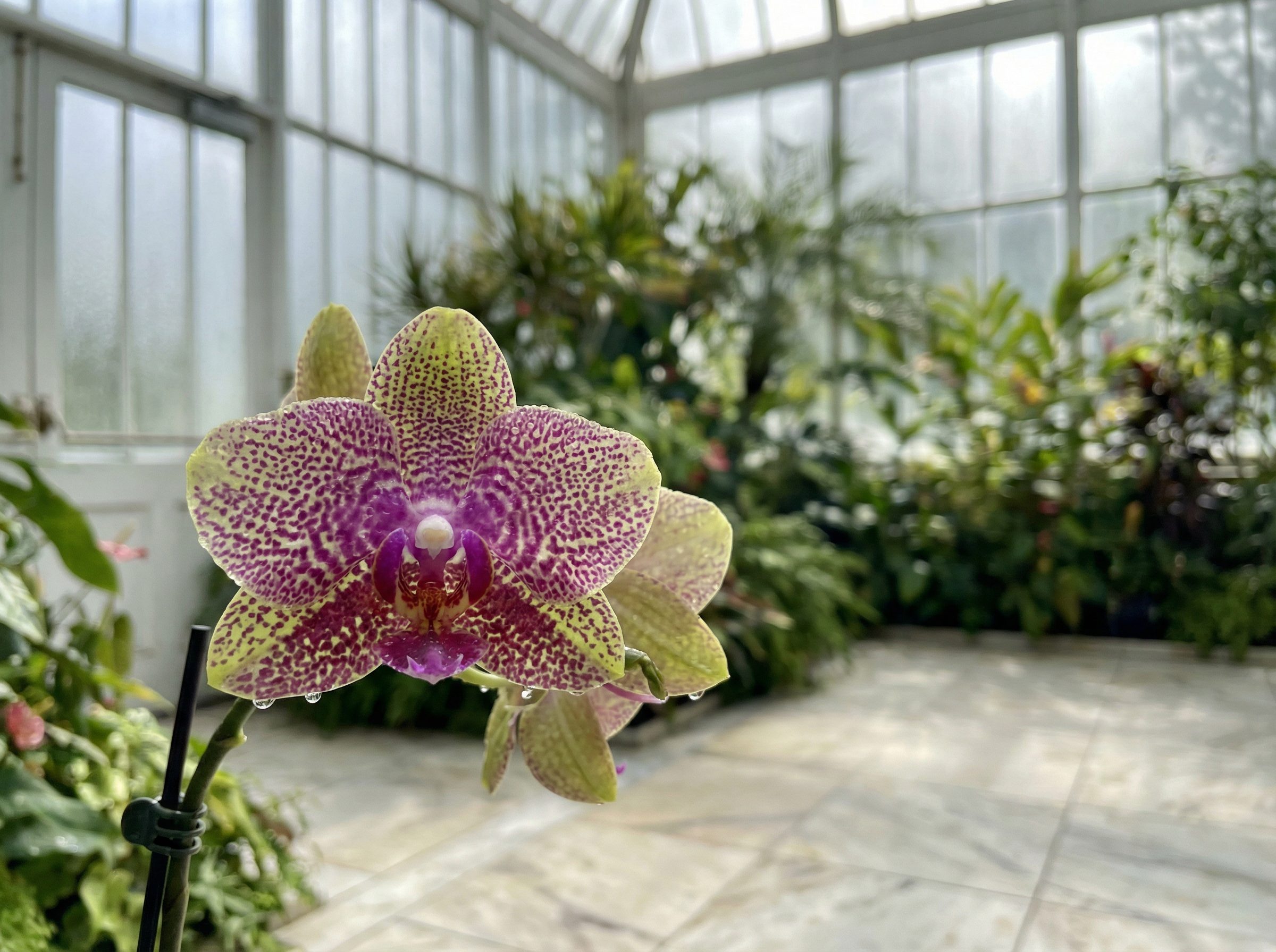 媚黑视频：百年古银杏树秋色全记录